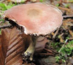 Agaricus semotus