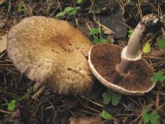 Agaricus subperonatus