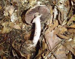 Agaricus sylvaticus