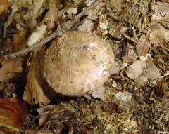 Agaricus sylvaticus