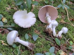 Agaricus sylvicola