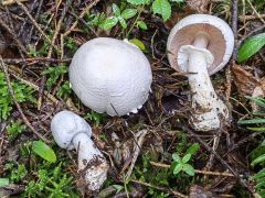 Agaricus sylvicola