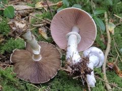 Agaricus sylvicola