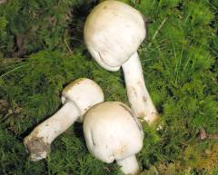 Agaricus xanthodermus