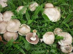 Agaricus xanthodermus