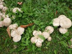 Agaricus xanthodermus