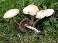 Agrocybe dura