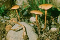 Agrocybe pediades