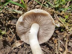 Agrocybe praecox