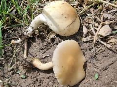 Agrocybe praecox