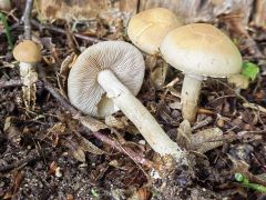 Agrocybe praecox