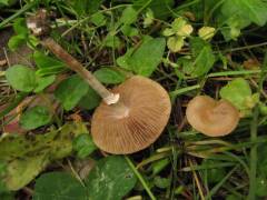 Agrocybe praecox