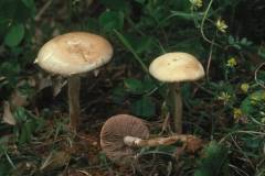 Agrocybe praecox