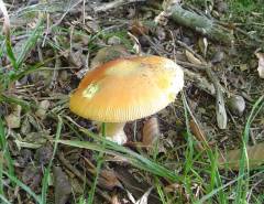 Amanita caesarea