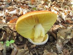 Amanita caesarea