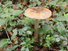 Amanita ceciliae