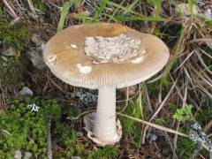 Amanita ceciliae