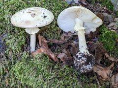 Amanita citrina