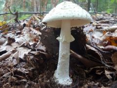 Amanita citrina