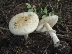 Amanita citrina