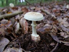 Amanita citrina