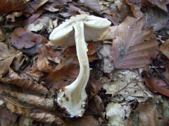 Amanita citrina