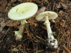 Amanita citrina