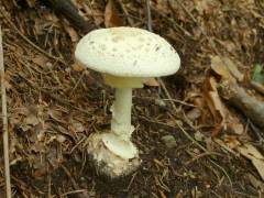 Amanita citrina