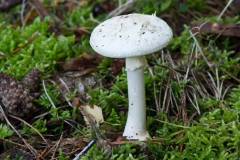 Amanita citrina