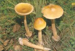 Amanita crocea