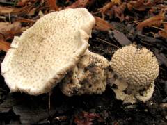 Amanita echinocephala