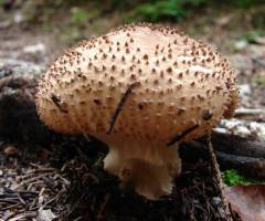 Amanita echinocephala