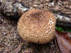 Amanita echinocephala