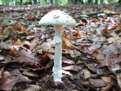 Amanita eliae