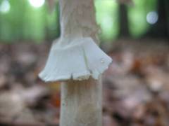 Amanita eliae