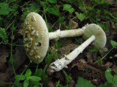 Amanita eliae