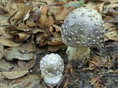 Amanita excelsa