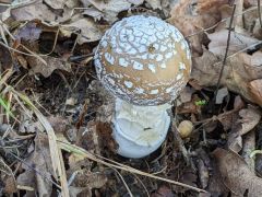 Amanita excelsa