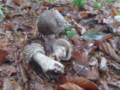 Amanita excelsa