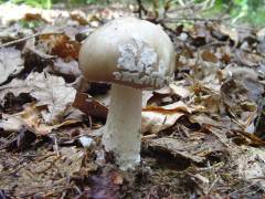 Amanita excelsa