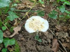 Amanita franchetii