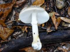 Amanita franchetii