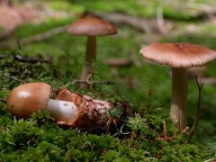 Amanita fulva