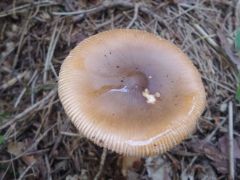 Amanita fulva