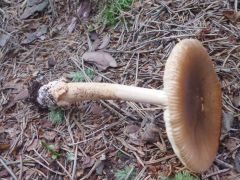 Amanita fulva