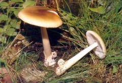 Amanita fulva