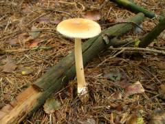 Amanita fulva