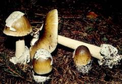 Amanita fusco-olivacea