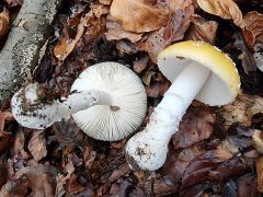 Amanita gemmata