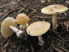 Amanita gemmata